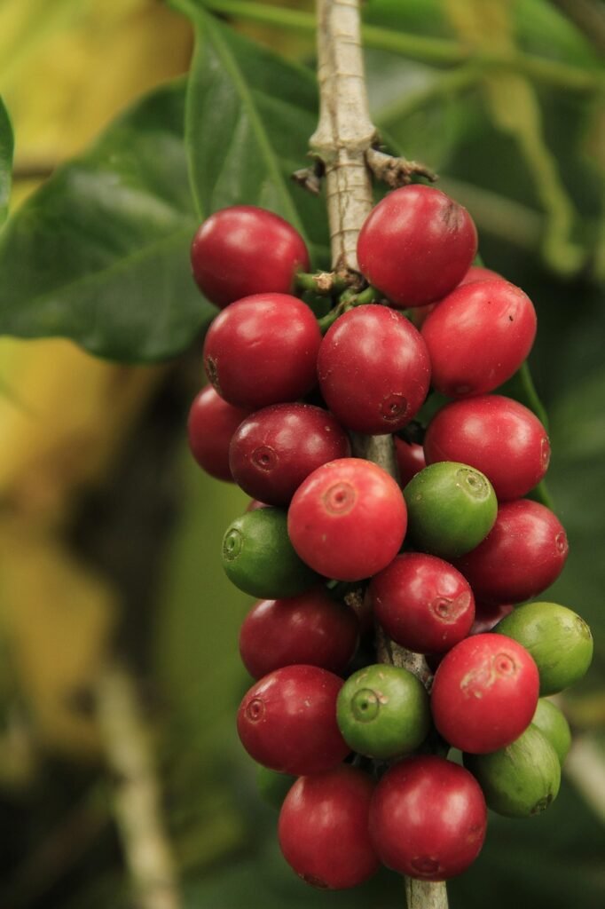 coffee grains, mature, farming, plant, cousins, crop, grow, fruits, plantation, harvest, fresh, red, branch, beans, the food, tropical, cultivation, berries